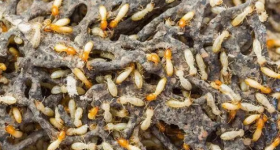 白蚁对园林有什么危害？
