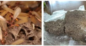 如何发现家中是否有白蚁危害呢？